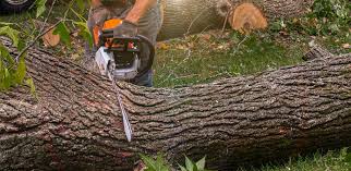 Best Tree Maintenance Programs  in Highpoint, OH