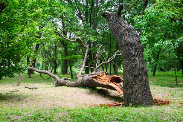 Best Seasonal Cleanup (Spring/Fall)  in Highpoint, OH