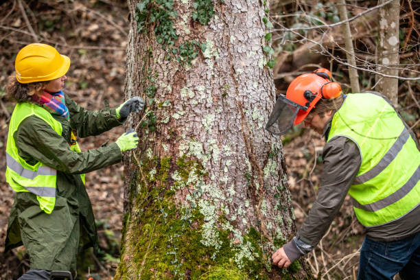 Best Tree Preservation Services  in Highpoint, OH