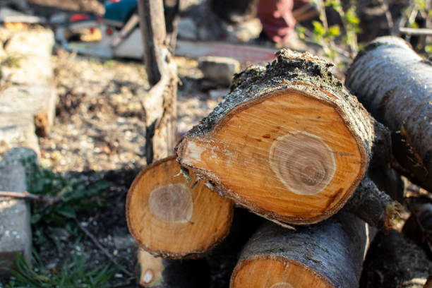 Best Tree Disease Treatment  in Highpoint, OH