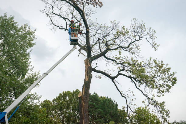 How Our Tree Care Process Works  in  Highpoint, OH