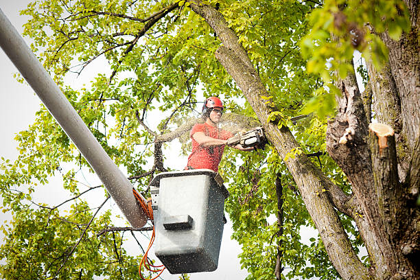 Best Fruit Tree Pruning  in Highpoint, OH