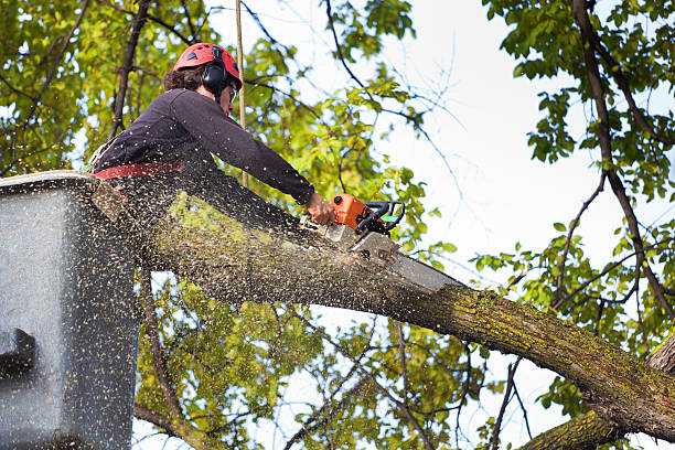 Best Tree Risk Assessment  in Highpoint, OH