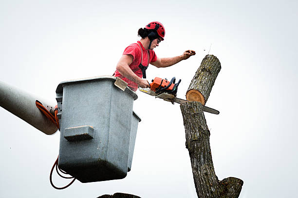Best Tree Trimming and Pruning  in Highpoint, OH