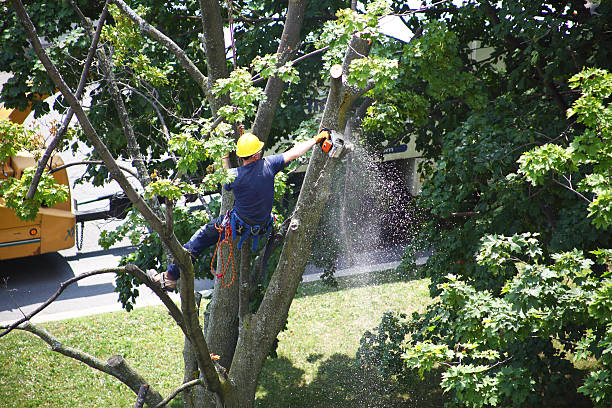 Best Tree Mulching  in Highpoint, OH