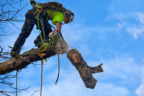 Best Palm Tree Trimming  in Highpoint, OH